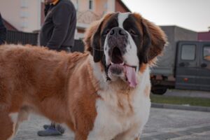 10 Big Dog-friendly Rental Cars For Your Next Big Dog Road Trip